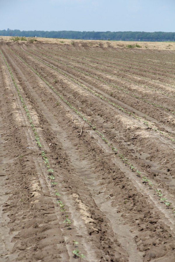 field of cotton