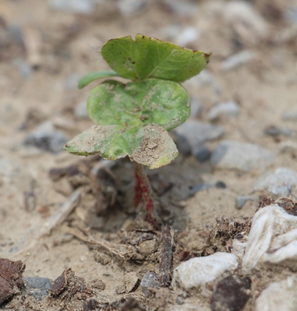 young plants