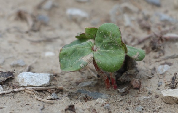 newly emerged cotton