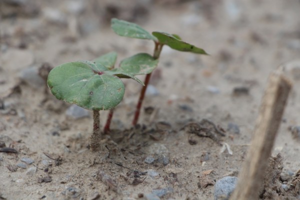 baby cotton