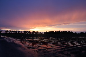 sunset on the farm