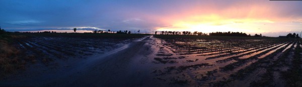 rainy cotton field at sunset