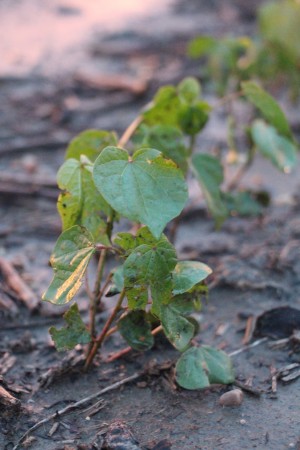 young cotton plants