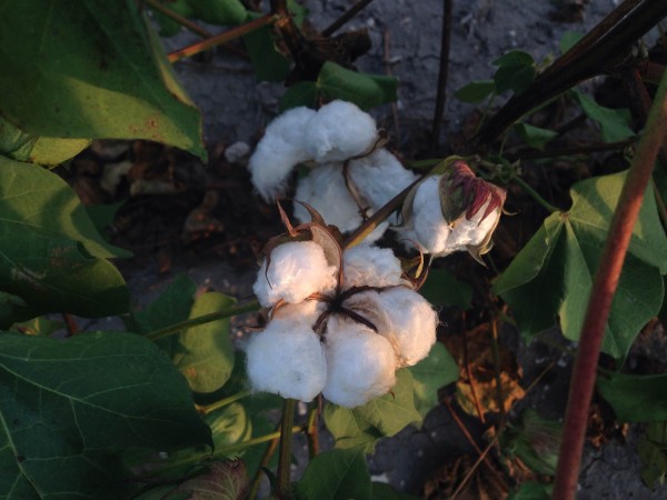 cotton bolls at harvest