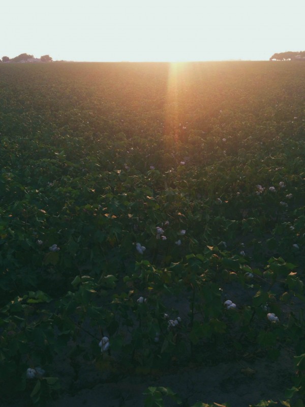 cotton field nearing harvest
