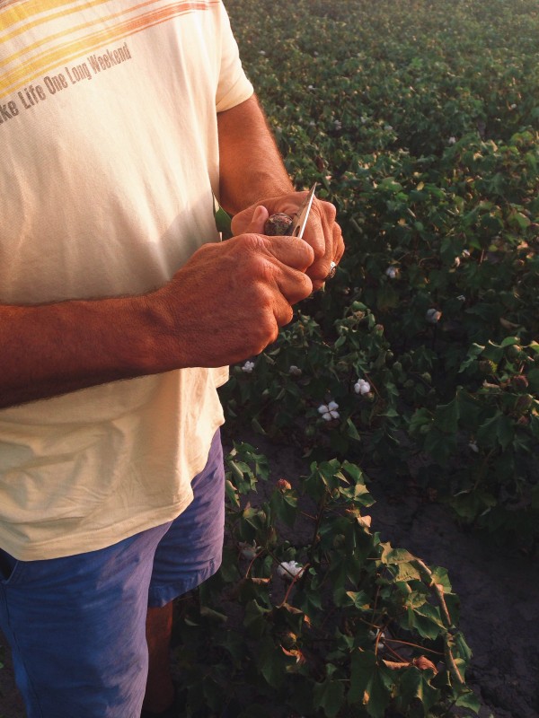 cutting a hard boll