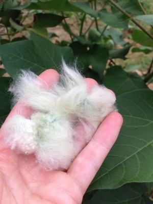 a handful of seed cotton