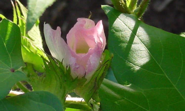 pink cotton bloom