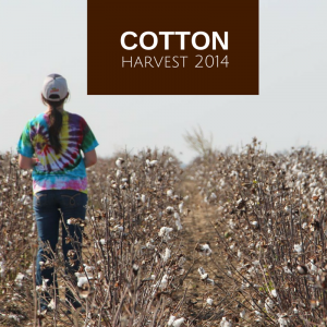 2014 Cotton Harvest