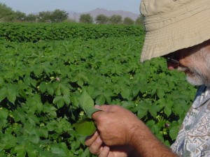 cotton breeder Larry Burdett