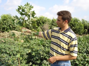 looking at a cotton plant