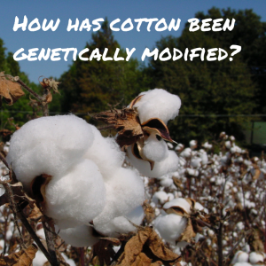 How has cotton been genetically modified