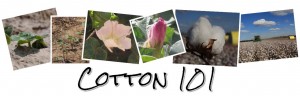 What do a cotton plant, blooms & bolls look like? VIDEO