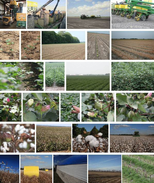 cotton farm throughout the year