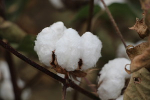 cotton boll at harvest