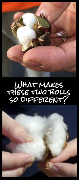 What makes these cotton bolls so different