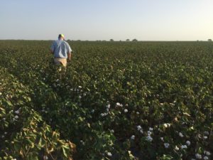 Jon Whatley Coastal Bend Texas cotton