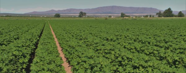 2016 cotton crop New Mexico