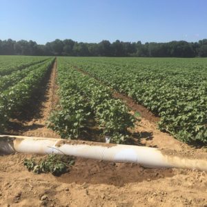 North Alabama irrigated cotton