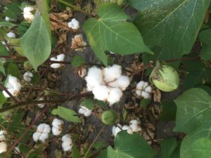 South Texas Cotton 2016
