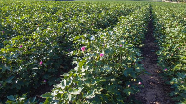 July cotton near Memphis