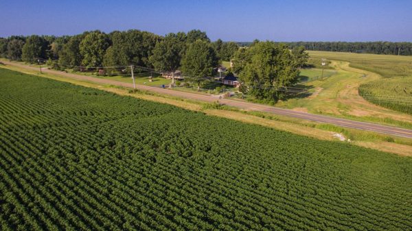 West Tennessee cotton fields