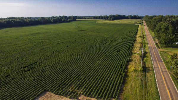 cotton field from drone