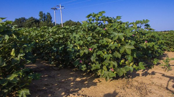 cotton plants at cut out