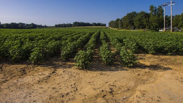 edge of cotton field