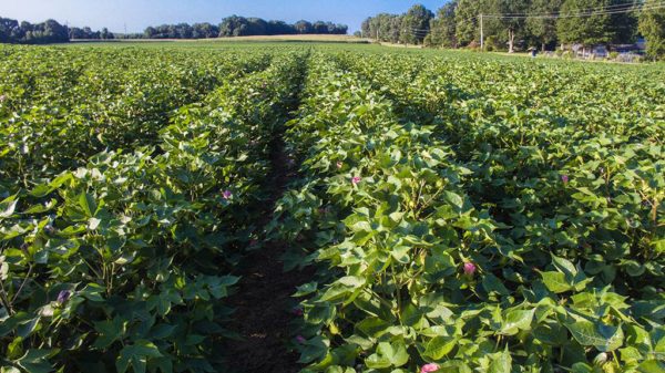 lush cotton plants