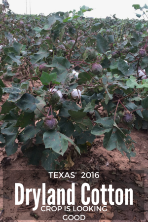 Texas Dryland Cotton