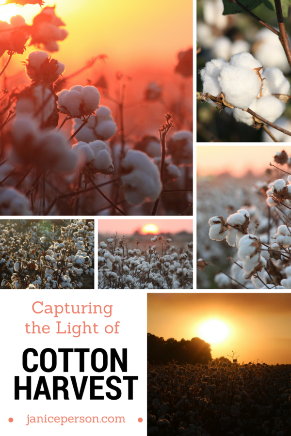 capturing the light of cotton harvest
