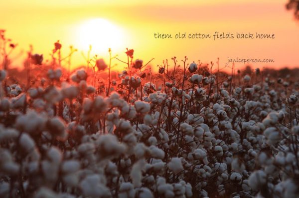 them-old-cotton-fields-back-home