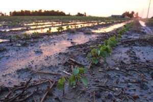 young cotton plants