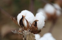 close up of cotton boll