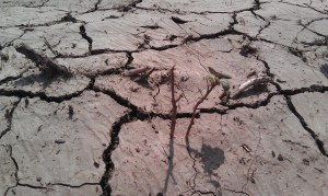 msigsby-wilson-ar drought in Arkansas
