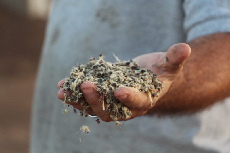 Edible Cottonseed Research Gets USDA Nod, Awaits FDA Review Hundred