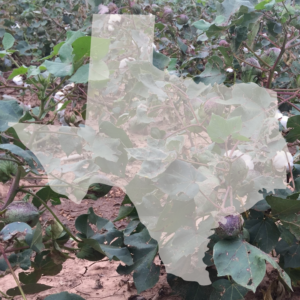 texas cotton classes