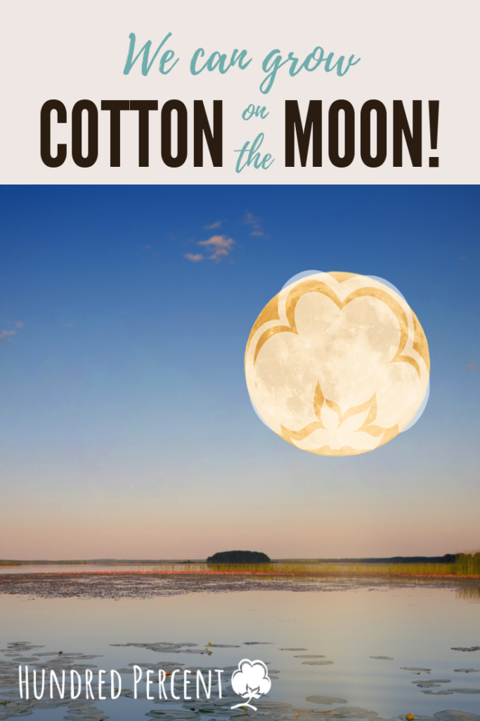 cotton on the moon