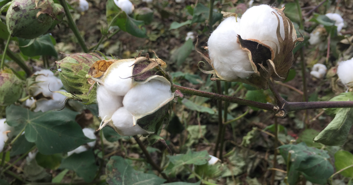 What do a cotton plant, blooms & bolls look like? VIDEO