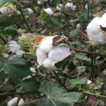 Black Cotton - Farming and Creating All in One Place! - Hundred